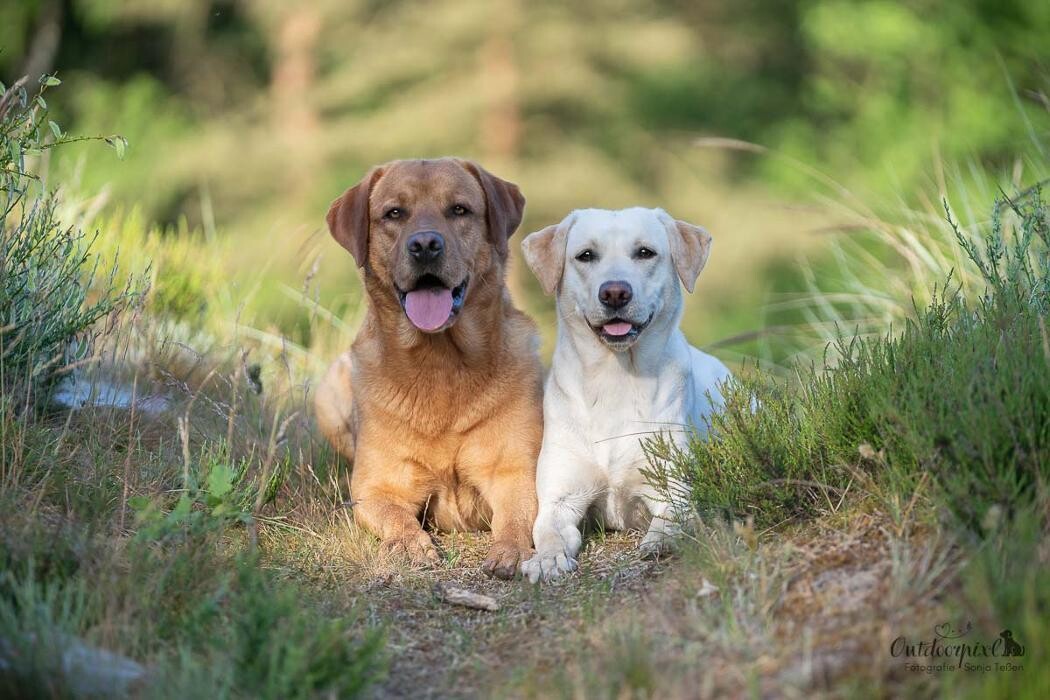 Bilder Outdoorpixl - Tierfotografie