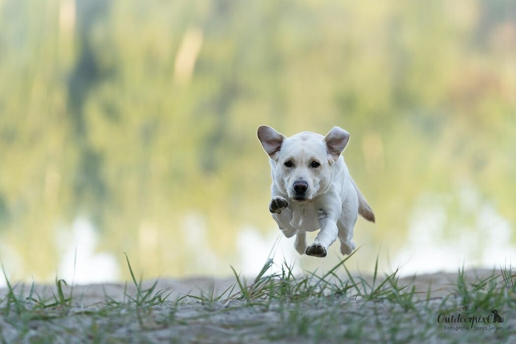 Bilder Outdoorpixl - Tierfotografie