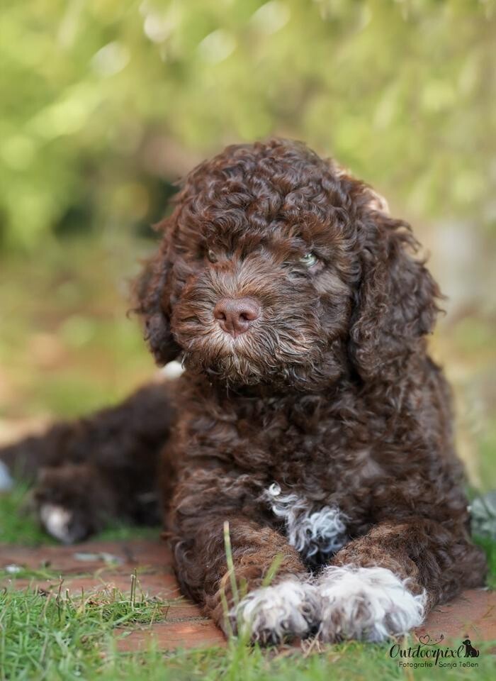 Bilder Outdoorpixl - Tierfotografie