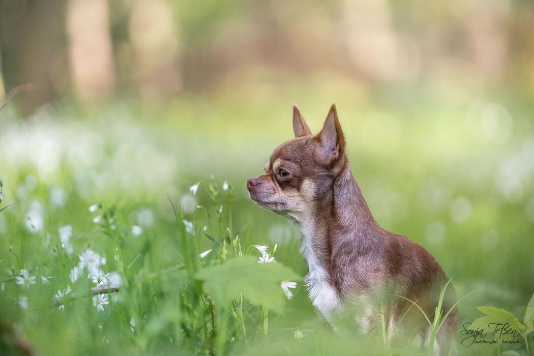 Bilder Outdoorpixl - Tierfotografie