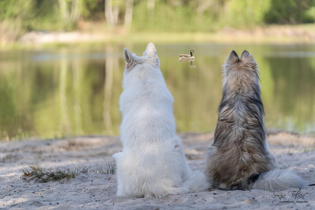 Bilder Outdoorpixl - Tierfotografie