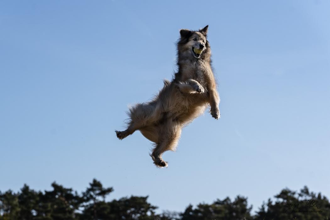 Bilder Outdoorpixl - Tierfotografie