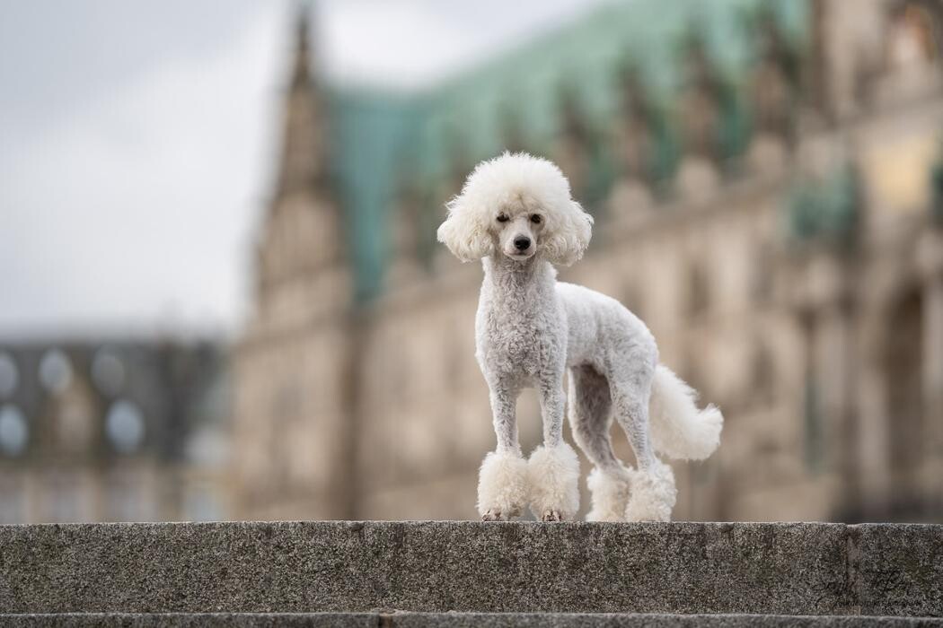 Bilder Outdoorpixl - Tierfotografie