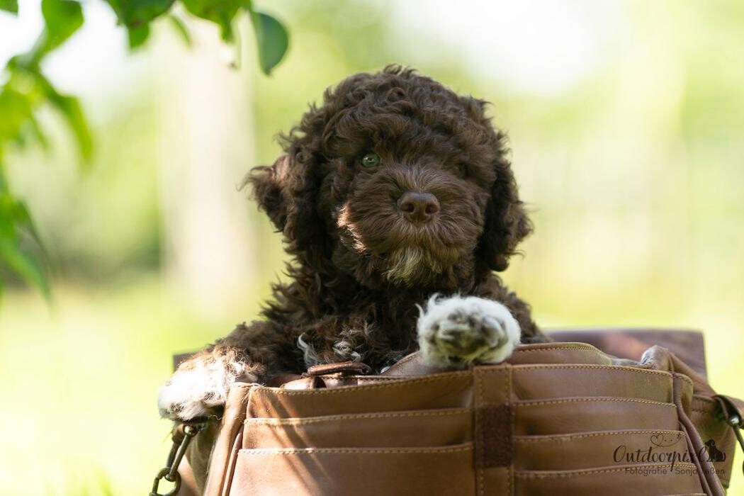 Bilder Outdoorpixl - Tierfotografie