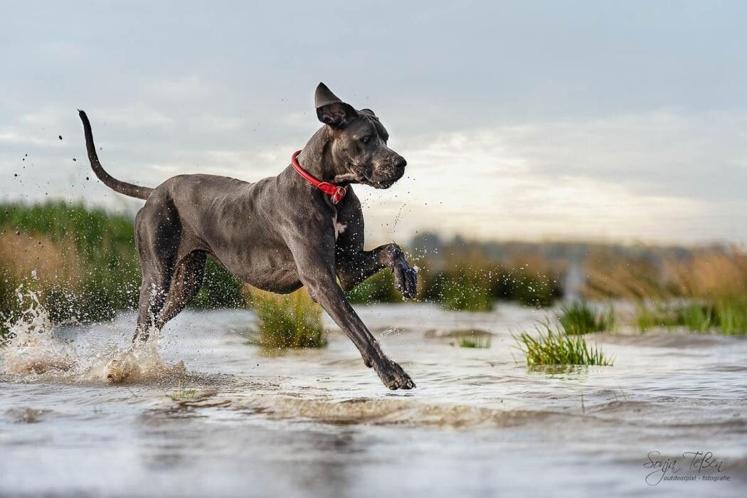 Bilder Outdoorpixl - Tierfotografie