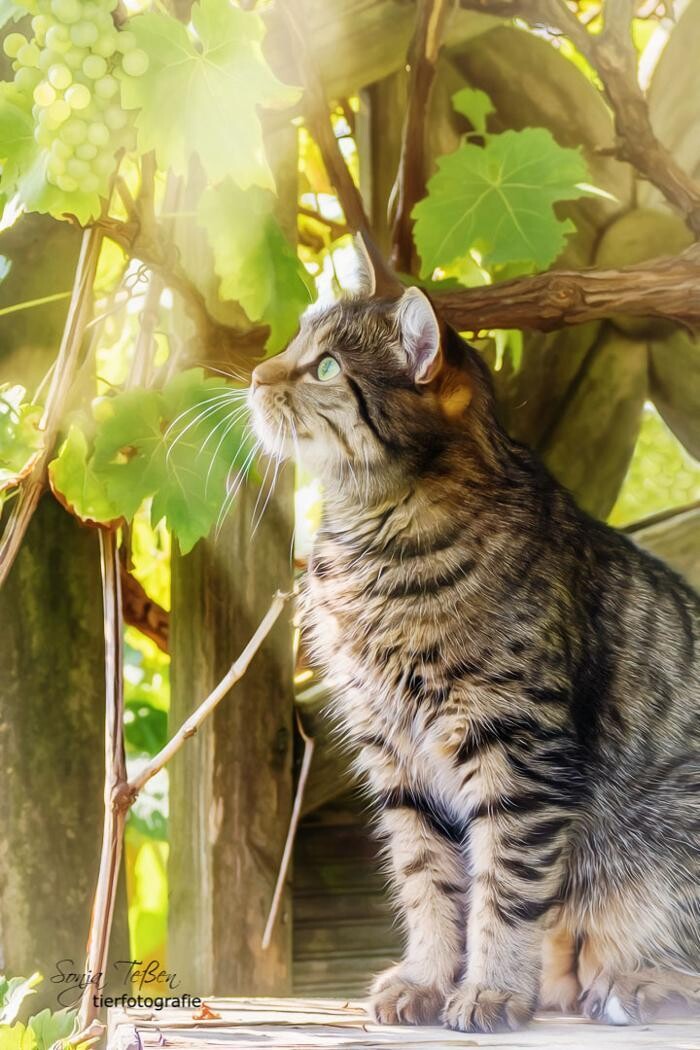 Bilder Outdoorpixl - Tierfotografie