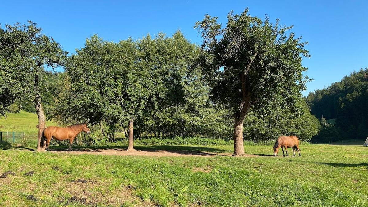 Bilder Landgasthof Linkenmühle