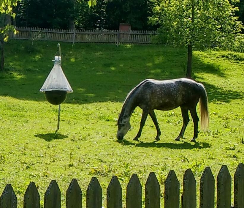 Bilder Landgasthof Linkenmühle