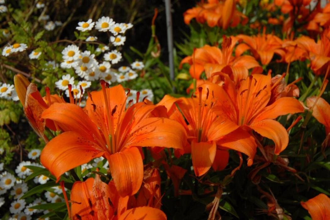 Bilder Kurpension Haus am Bach