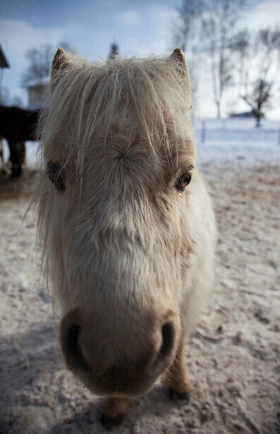 Bilder Reiterhof Aschbach Susanne Fuß
