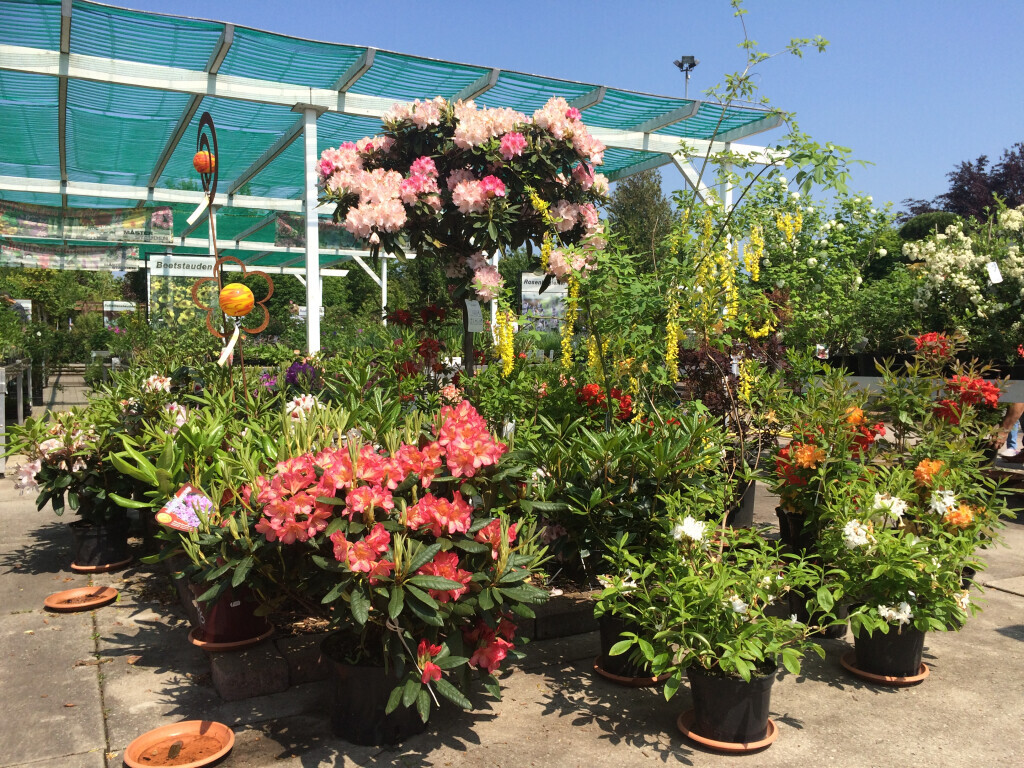 Bilder Saalebaumschule