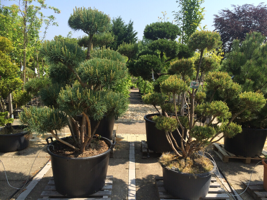 Bilder Saalebaumschule