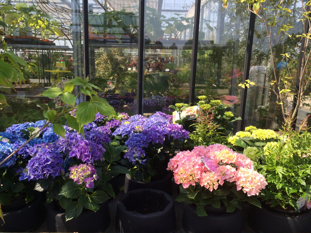 Bilder Saalebaumschule