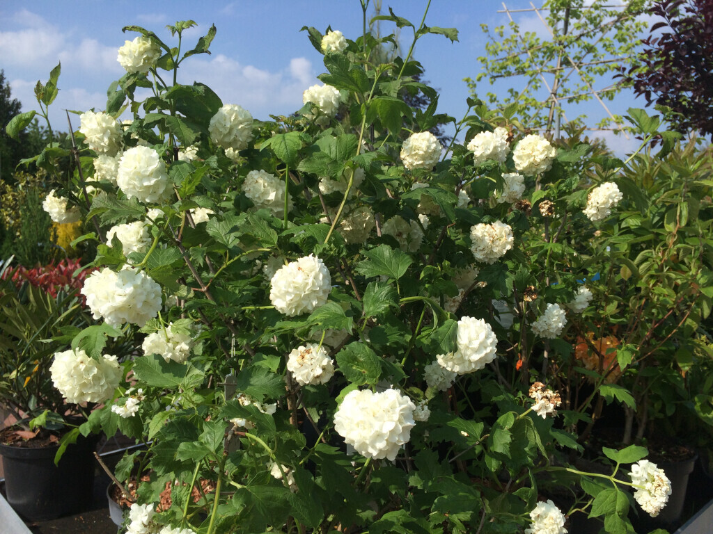 Bilder Saalebaumschule