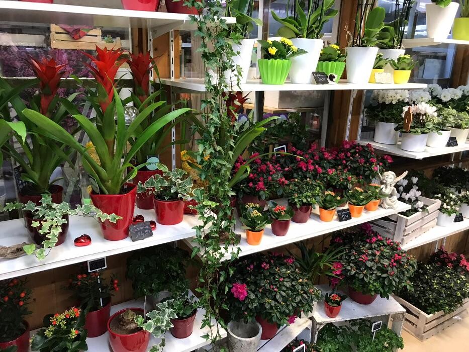 Bilder Grünwalder Blumenmarkt