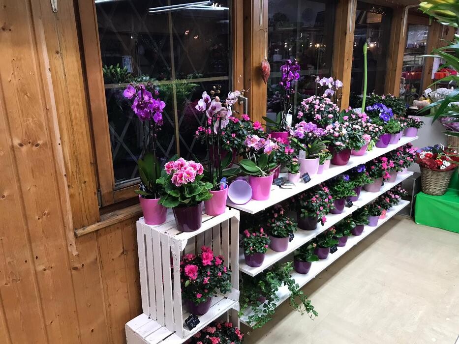 Bilder Grünwalder Blumenmarkt
