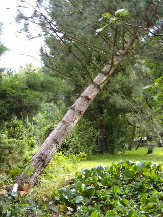 Bilder Forstbetrieb Gattwinkel