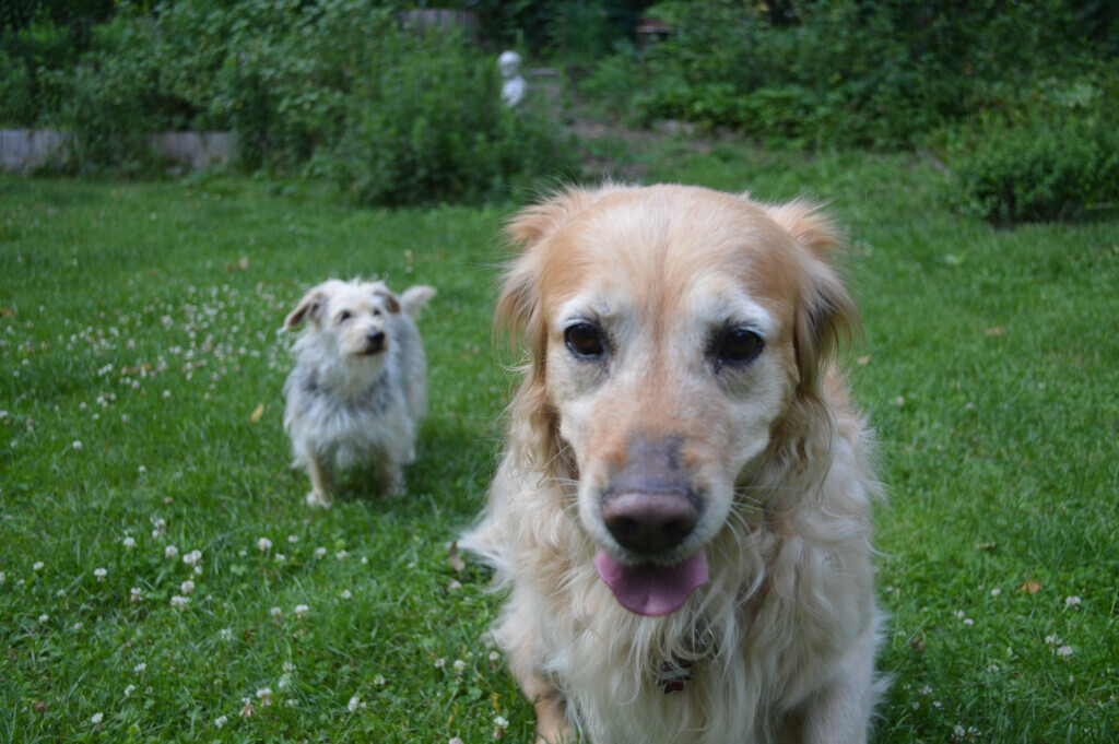 Bilder Tierarztpraxis Gotthardt