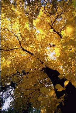 Bilder Büro für geomantische Planung - Stefan Brönnle