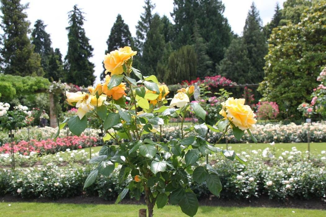 Bilder Lindauer Reisebüro