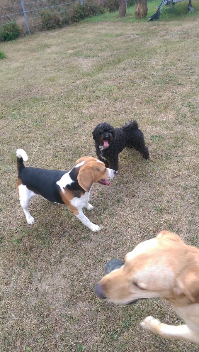 Bilder Otti' s Haustierbetreuung