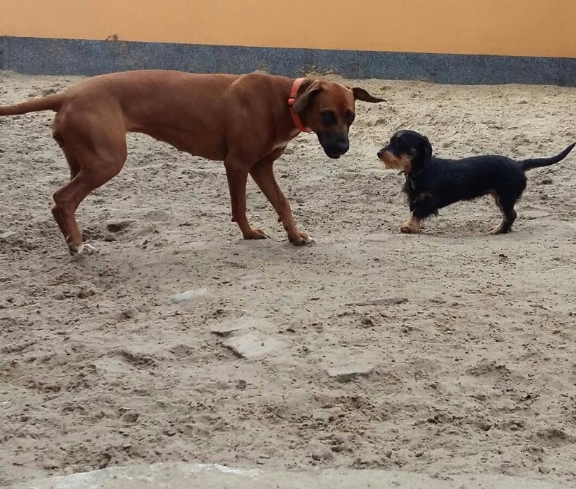 Bilder Otti' s Haustierbetreuung