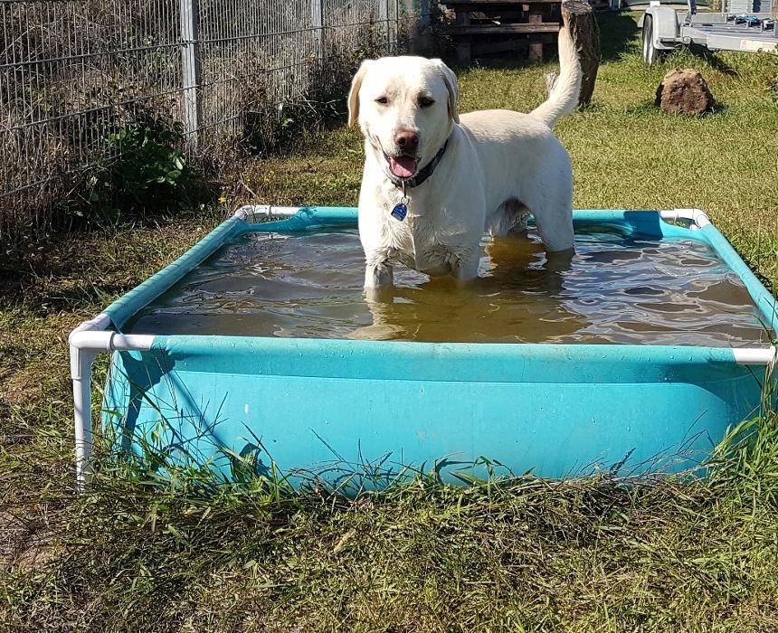 Bilder Otti' s Haustierbetreuung