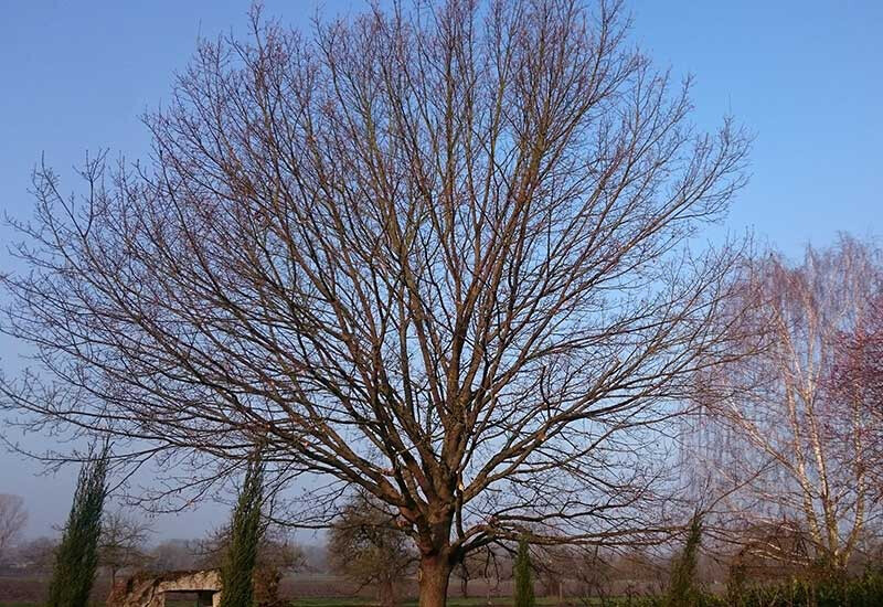 Bilder Daniels Baum- & Gartenservice