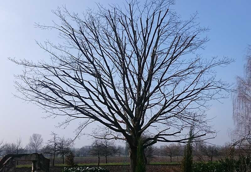 Bilder Daniels Baum- & Gartenservice