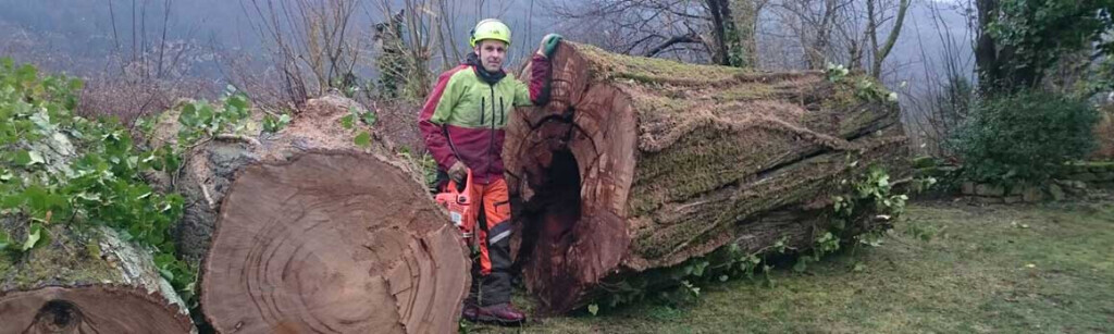 Bilder Daniels Baum- & Gartenservice