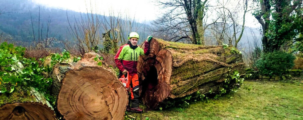 Bilder Daniels Baum- & Gartenservice