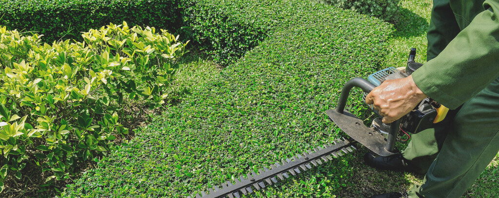 Bilder Daniels Baum- & Gartenservice