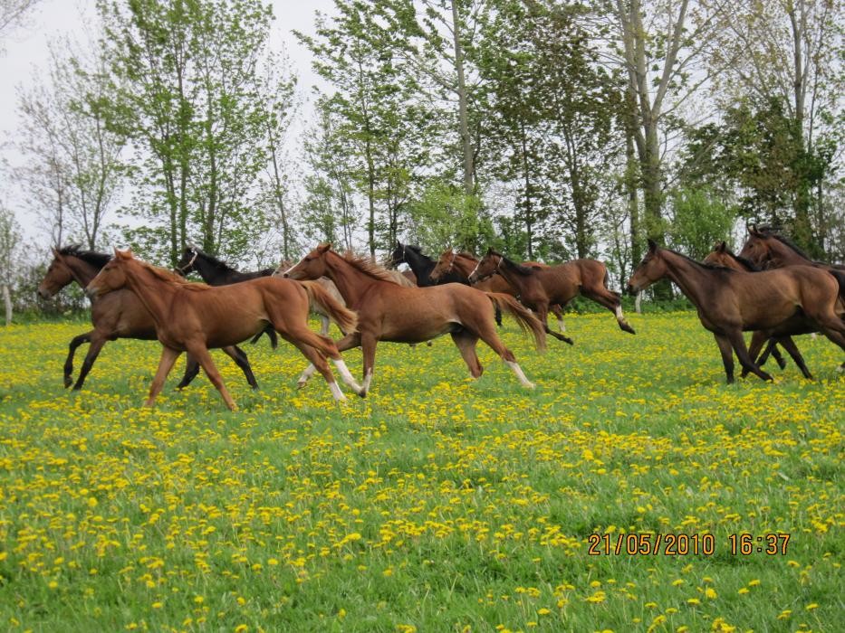 Bilder Pferdehof-Altkamp