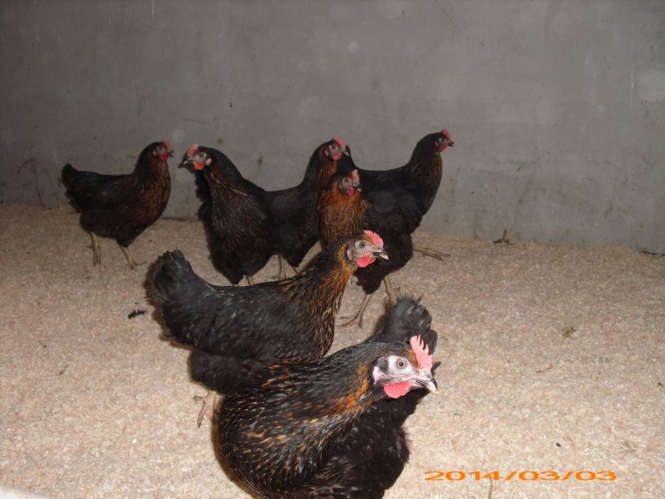 Bilder Geflügelhof Michael Pfefferle