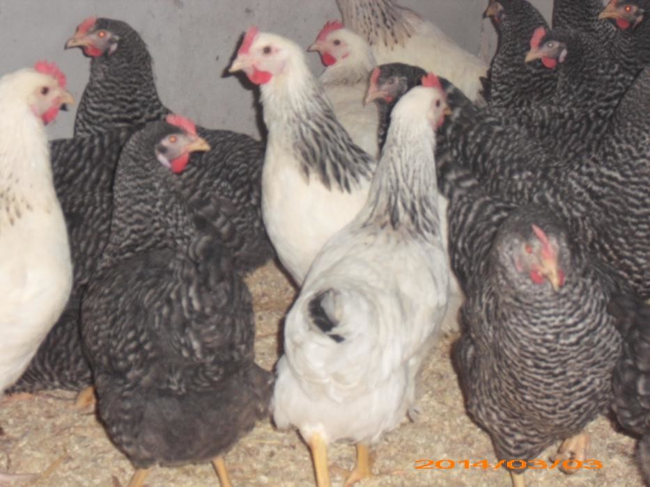 Bilder Geflügelhof Michael Pfefferle