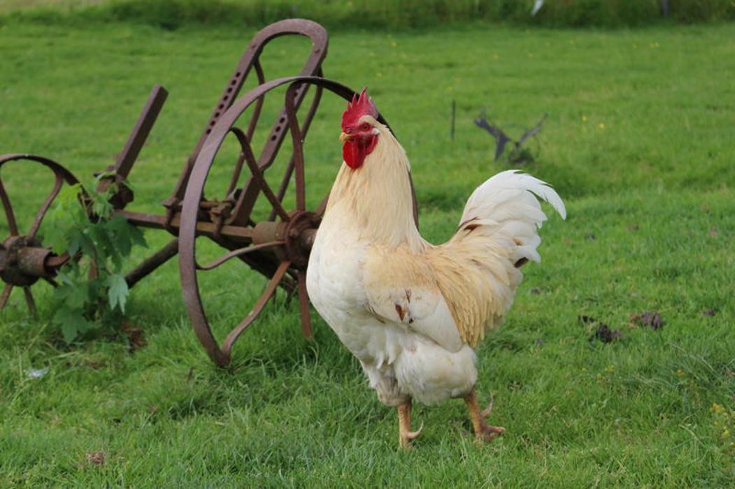 Bilder Geflügelhof Michael Pfefferle