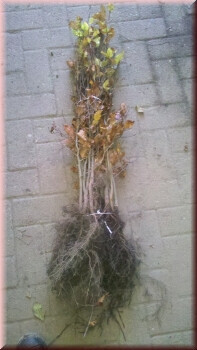 Bilder Baumschule & Pflanzenhandel Maraun