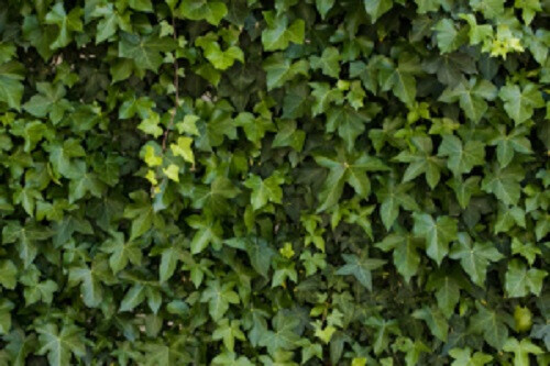 Bilder Baumschule & Pflanzenhandel Maraun