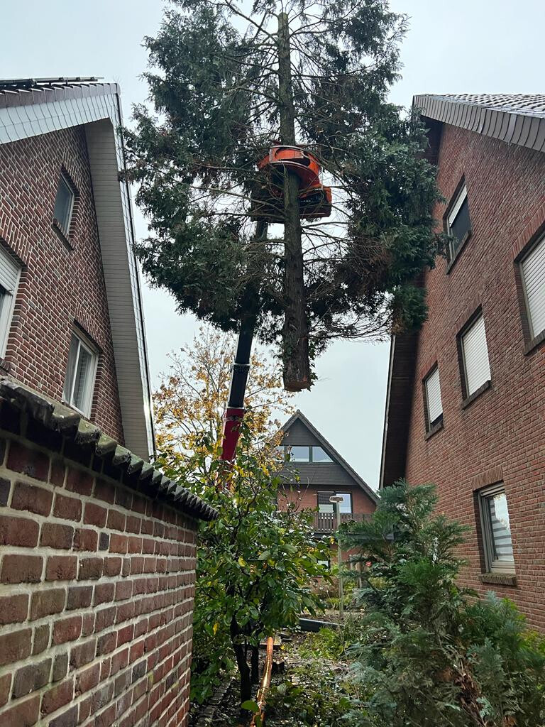 Bilder Forst- und Baumdienst Pels