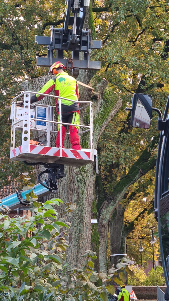 Bilder Forst- und Baumdienst Pels