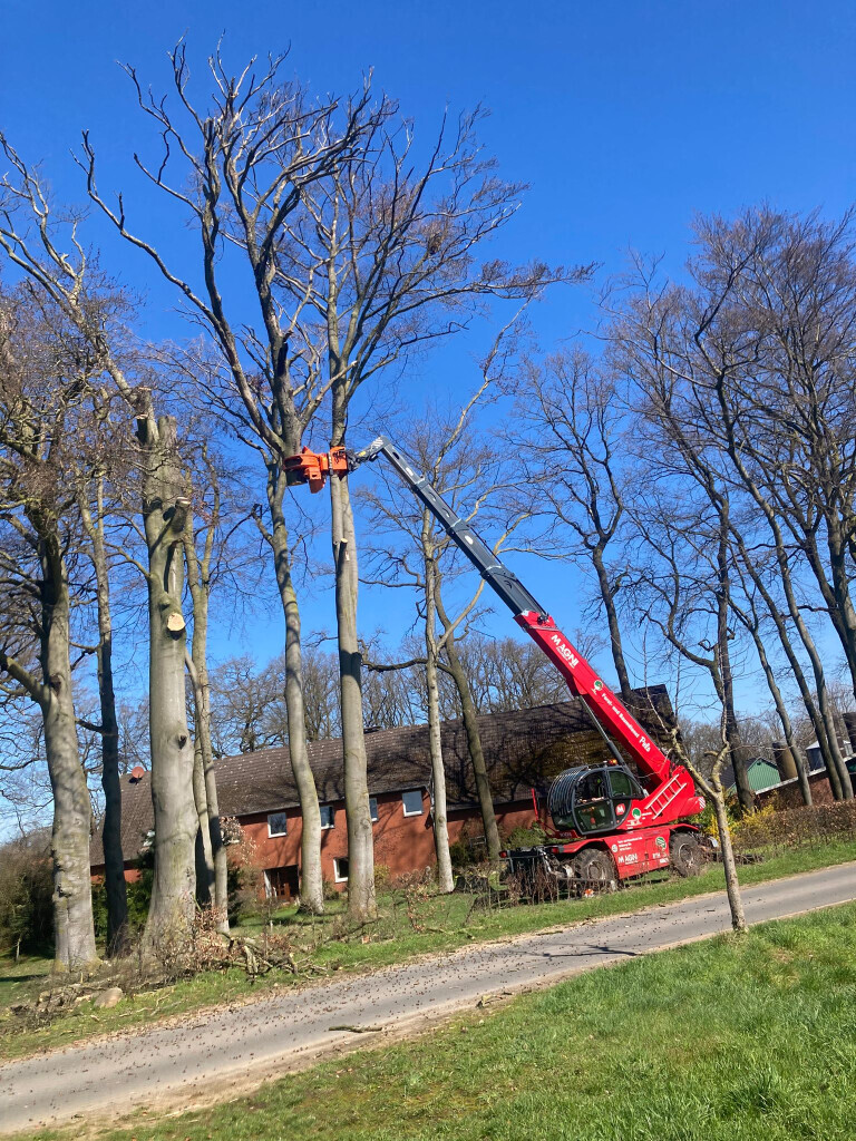 Bilder Forst- und Baumdienst Pels
