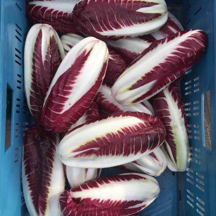 Bilder Gärtnerei Oser