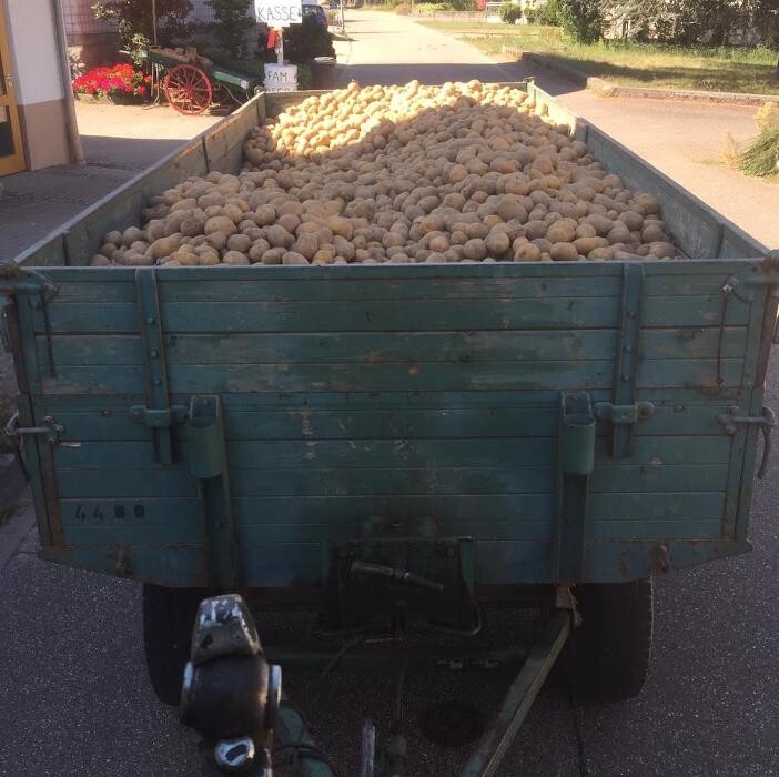 Bilder Gärtnerei Oser