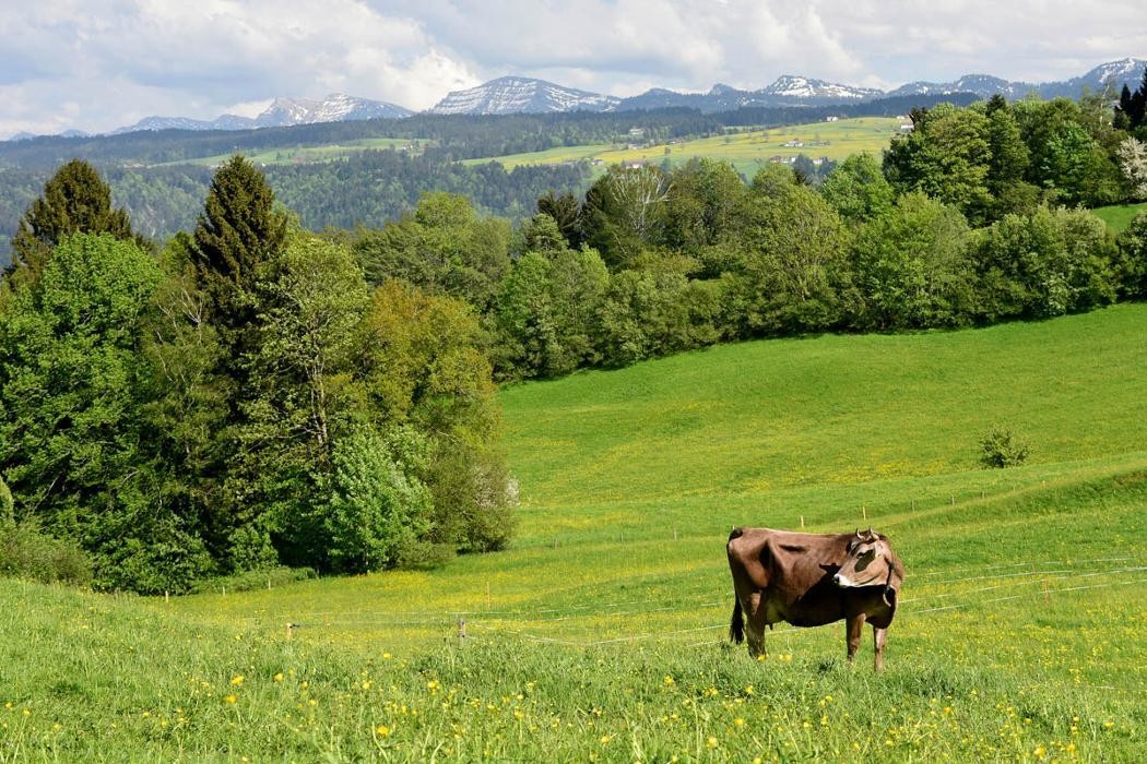 Bilder Scheidegg-Tourismus