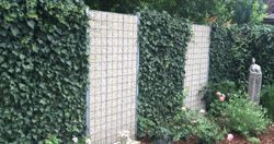 Bilder Garten Bronder