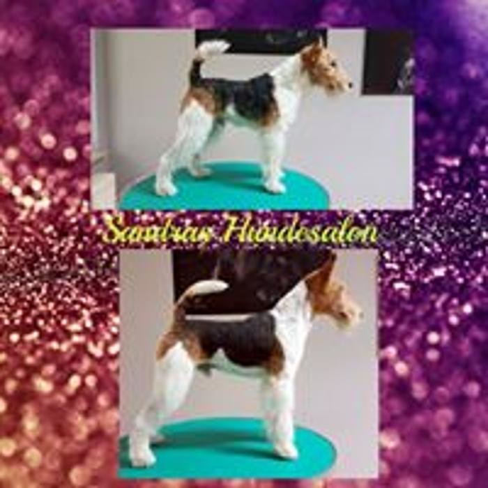 Bilder Sandras Hundesalon