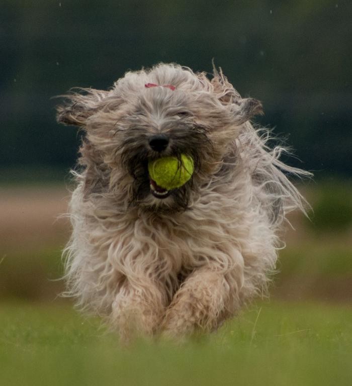 Bilder Tibet Terrier Zucht Shamba Kyi