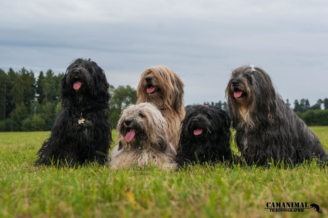 Bilder Tibet Terrier Zucht Shamba Kyi