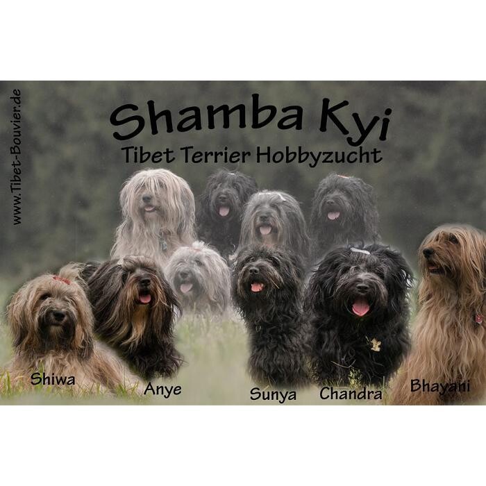 Bilder Tibet Terrier Zucht Shamba Kyi