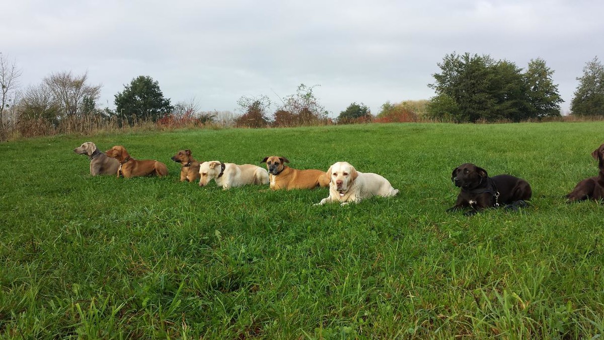 Bilder Lanis-Hundeschule